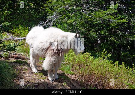 La Chèvre de montagne le Glacier National Park du Montana Banque D'Images