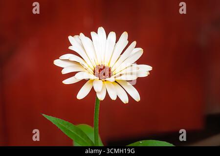 Une fleur blanche de Zinnia fleurit, ses pétales rayonnant d'un centre brun, sur fond rouge. Banque D'Images