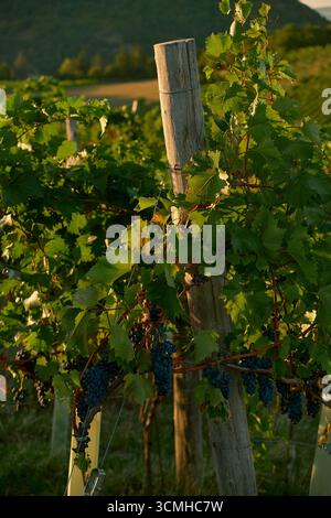Vue verticale des vignes de vignobles avec des raisins rouges mûrs, baignés dans la lumière du soleil doré chaud, capturant les couleurs vibrantes, les textures et les harves sereines Banque D'Images