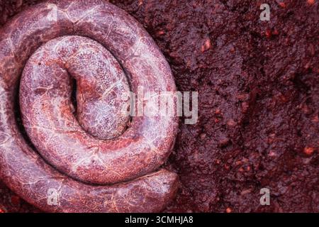 Grande pile de saucisses de sang maison traditionnelles et pudding noir, vue de dessus, gros plan Banque D'Images