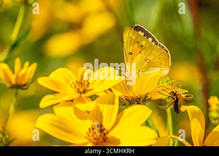 Luzerne papillon pollinisant les fleurs sauvages dans un habitat de pollinisateurs Banque D'Images
