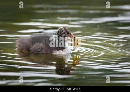 Nage eurasien Coot poussin (Fulica atra) avec plante d'eau dans son bec Banque D'Images