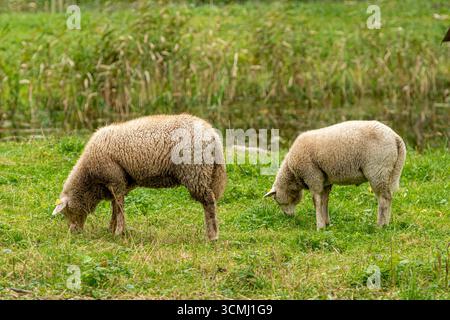 Deux moutons blancs avec un pelage laineux pâturant paisiblement sur une herbe verte luxuriante dans un pâturage de campagne Banque D'Images