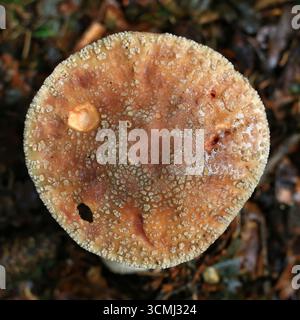 Gros plan de dessus du chapeau de champignon de fard à joues (Amanita rubescens) montrant la texture de surface détaillée. Banque D'Images