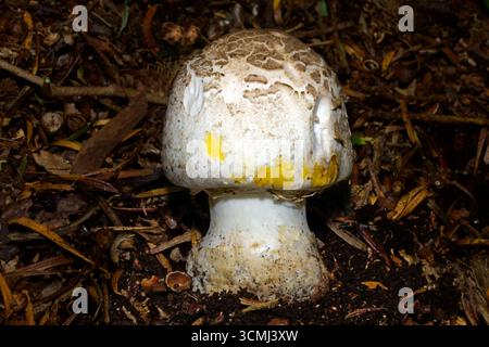 Le champignon Agaricus xanthodermus (colorant jaune) produit une coloration jaune vif lorsqu'il est raclé ou coupé. C'est une espèce toxique. Banque D'Images