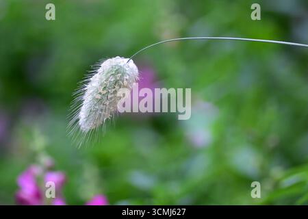 Herbe ornementale douce lagurus ovatus (herbe à queue de lièvre) gros plan avec poils délicats, plan macro naturel symbolisant légèreté, élégance et ornementation Banque D'Images