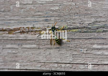 Guêpe (Vespula vulgaris) reposant sur une planche de bois altérée, plan d'insecte macro montrant le corps rayé, le comportement naturel et les détails de l'entomologie. Banque D'Images