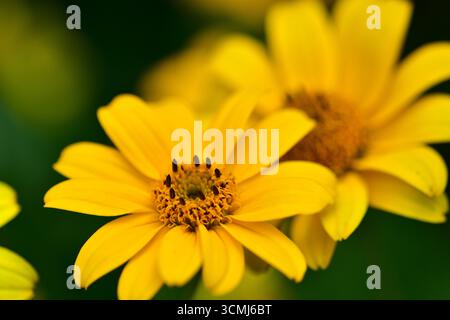 Fleur jaune vif de Heliopsis helianthoides gros plan, montrant des pétales vifs et un centre détaillé, un symbole de la chaleur estivale, de la joie et de la beauté naturelle i. Banque D'Images