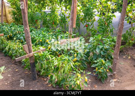 Jardin luxuriant avec des plantes de poivre vert soutenu par des piquets en bois Banque D'Images