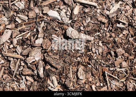 Texture de paillis d'écorce d'arbre brun. Fond de surface organique naturel. Revêtement de sol de jardin pour un aménagement paysager écologique. Détail gros plan des copeaux en bois. Banque D'Images