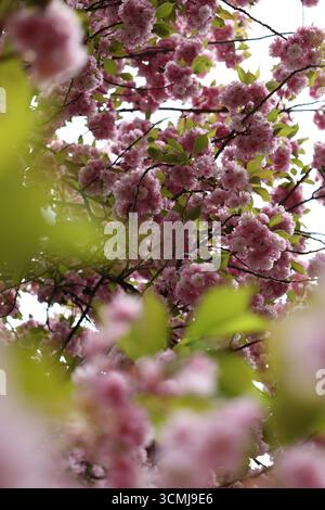 Vue en bas angle de délicates fleurs de cerisier roses, partiellement obscurcies par le feuillage. Banque D'Images