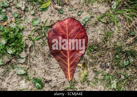 Feuille tropicale tombée avec des tons rouges et bruns sur un sol sablonneux, Barra da Lagoa, Florianópolis, Santa Catarina, Brésil – détail de la nature Banque D'Images