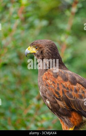 Le regard concentré et intense d'un puissant oiseau de proie L'esprit d'un prédateur Banque D'Images