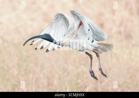 Vue latérale rapprochée d'un ibis blanc australien sauvage (Threskiornis moluccus) en vol isolé sur fond de prairie floue, Australie Banque D'Images