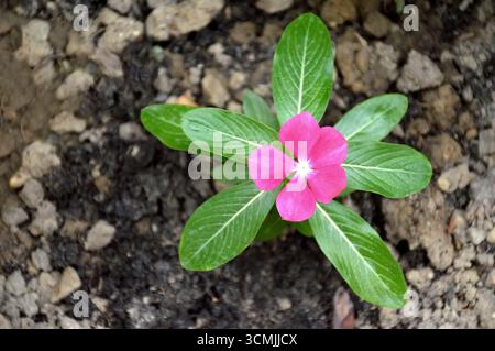 Vinca rose avec ses feuilles vertes, vue de dessus Banque D'Images