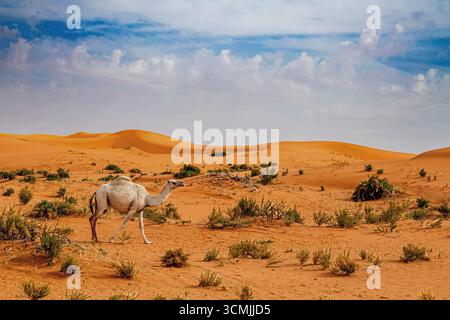 Vue latérale d'un chameau blanc solitaire marchant à travers le désert, Arabie Saoudite Banque D'Images