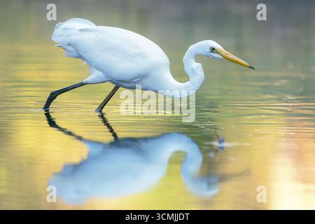 Vue latérale rapprochée d'une grande aigrette sauvage de l'est (Ardea modesta) qui chasse et est prête à frapper dans un lagon d'eau douce peu profond, en Australie Banque D'Images