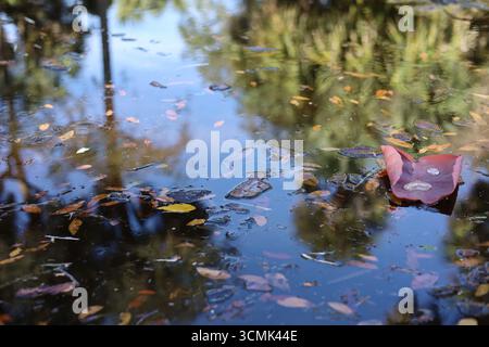 Réflexions d'arbres tropicaux sur la surface de l'eau d'étang et de nénuphars flottants avec des gouttelettes d'eau Banque D'Images