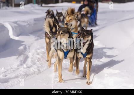 Équipe de chiens de traîneau tirant le traîneau à travers le paysage hivernal enneigé, profitant de l'activité de sports d'hiver Banque D'Images