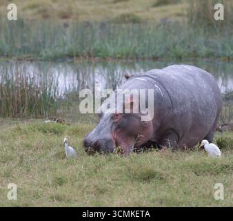 Hippopotame (Hippopotamus amphibius) au bord de l'eau dans le parc national d'Amboseli, Kenya Banque D'Images