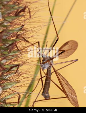 Gros plan de la mouche de la grue sur un roseau d'herbe sur fond jaune Banque D'Images