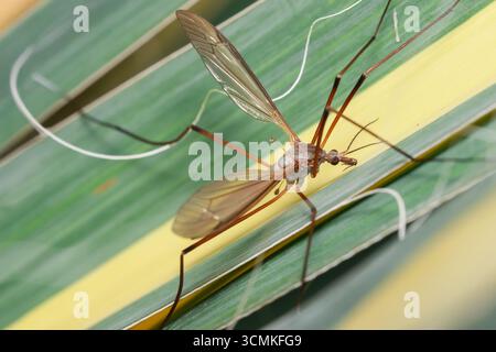 Gros plan de la mouche de la grue sur la feuille colorée appartient à la superfamille des diptères Tipuloidea Banque D'Images