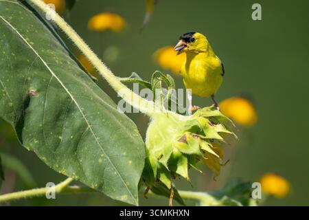 Gros plan de mâle American Goldfinch perché sur des graines de tournesol mangeant. Banque D'Images