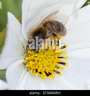 La collecte du pollen d'abeille Banque D'Images