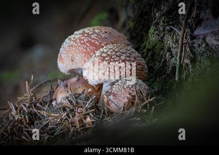 Groupe de fards à joues dans l'habitat naturel ( Amanita rubescens ) Banque D'Images