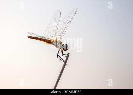 Belle libellule jaune sur une tige. Gros plan d'un dard roux mâle de couleur rouge (Sympetrum sanguineum) accroché à la végétation. Se reposer à la lumière du soleil dans Banque D'Images