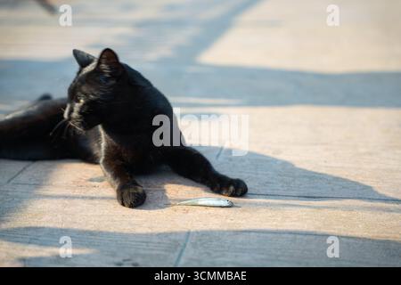Chat noir aux yeux verts frappants reposant sur le trottoir avec de petits poissons dans sa patte. Chat allongé et tenant son poisson fraîchement pêché. Chasse et récompense Banque D'Images