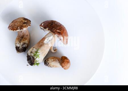 Champignons porcini biologiques dans une plaque blanche isolée sur fond blanc. Champignon forestier d'automne frais. Champignons comestibles. Directement au-dessus. Banque D'Images