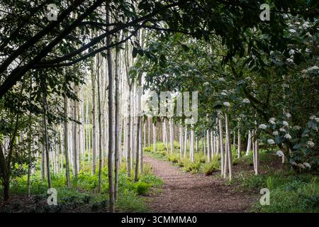 Forêt de bouleau argenté au printemps Banque D'Images