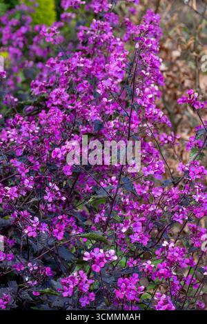 Lunaria annua 'Chedglow' Banque D'Images
