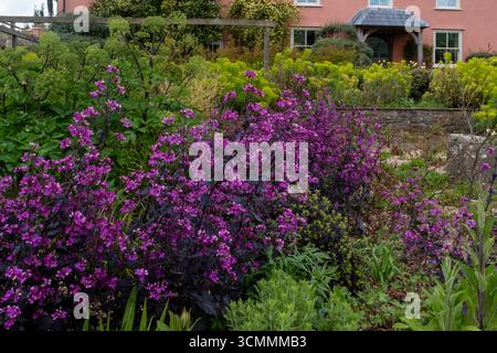 Lunaria annua 'Chedglow' parmi la croissance verte fraîche dans le jardin de gravier, au printemps. Banque D'Images