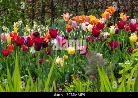 Tulipes mélangées colorées en bordure de printemps Banque D'Images