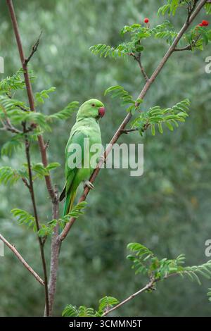 Météo britannique, 17 septembre 2025 : alors que le temps automnal humide atteint Londres, une perruche se trouve dans un rowan dans un jardin à Clapham, attirée par ses baies. Crédit : Anna Watson/Alamy Live News Banque D'Images