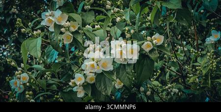 Gros plan sur le buisson de jasmin en fleurs. Fleurs blanches de jasmin, poussant dans le jardin de printemps. Jasmine en fleurs Banque D'Images