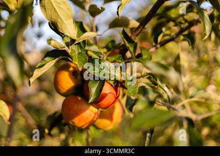 Plusieurs pommes mûres s'accrochent à une branche d'arbre dans un verger sous un ciel bleu clair. La lumière du soleil filtre à travers les feuilles, mettant en évidence les fruits Banque D'Images