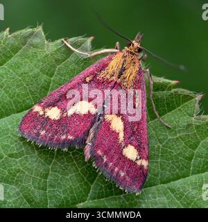 Pyrausta sp Mint Moth au repos sur la feuille. Tipperary, Irlande Banque D'Images