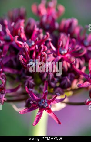 allium atropurpureum Banque D'Images