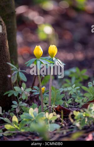 Eranthis hyemalis, Aconit d'hiver Banque D'Images