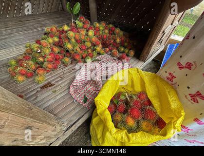 Rosario, province de Batangas, Philippines. 17 septembre 2025. Entre les averses de pluie, les fruits du ramboutan sont récoltés pour la vente sur les marchés locaux. La saison de récolte de ce fruit tropical coloré coïncide avec la mousson du sud-ouest, connue localement sous le nom de habagat. Largement cultivé dans la région de Calabarzon, le rambutan est un proche parent du litchi. Des chercheurs du Département de génie chimique et alimentaire de l'Université d'État de Batangas ont également étudié l'utilisation potentielle de l'huile de rambutan pour la production de biodiesel. Crédit : Kevin Izorce/Alamy Live News Banque D'Images