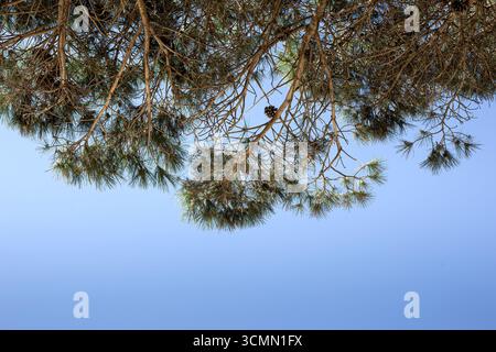 Branches d'un pin et ciel bleu sur fond Banque D'Images