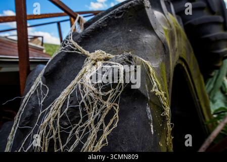 Gros plan d'un vieux pneu de tracteur avec caoutchouc usé et filet de pêche enchevêtré, symbole de la pourriture, de la vie rurale, du recyclage et de l'esthétique rustique industrielle. Banque D'Images