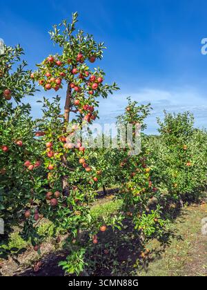 Rangées d'arbres fruitiers prêts pour la récolte.Ripe pommes rouges suspendues à des branches dans un verger ensoleillé.Idyllic Apple Farm Landscape vibrant Apple Trees Banque D'Images