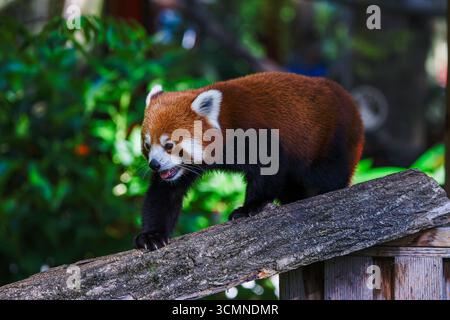 Un panda rouge (Ailurus fulgens) marchant sur une bûche de bois dans un cadre naturel. Banque D'Images
