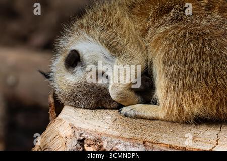 Une suricate dormant enroulée sur une souche d'arbre, couvrant son visage avec sa patte. Banque D'Images