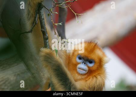 Singe doré au nez grippé à une branche d'arbre. Banque D'Images