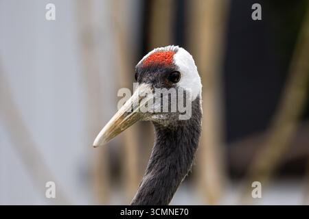 Gros plan d'une grue avec une couronne rouge et un long bec. Banque D'Images
